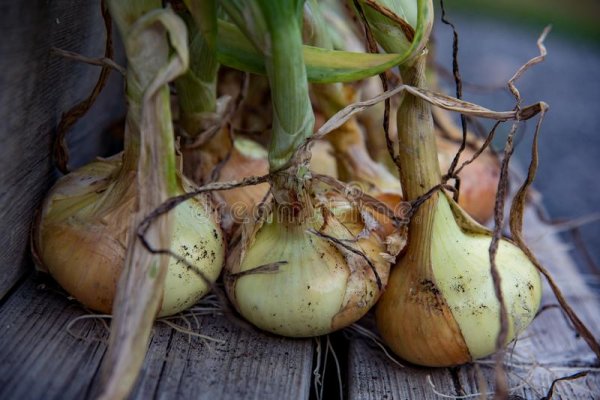 Onion market